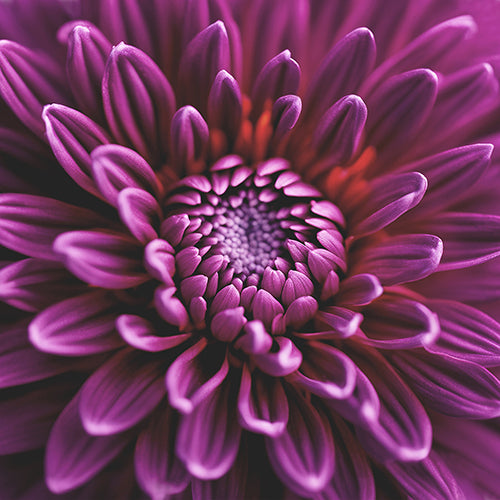 Pink Dahlia Art