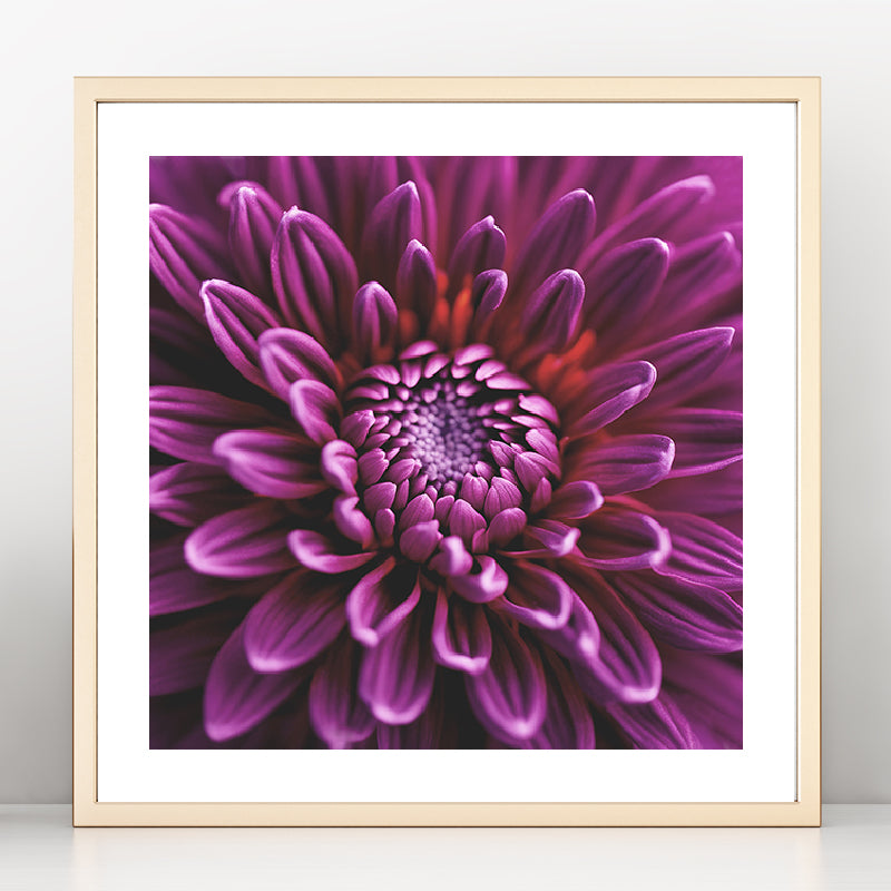 Pink Dahlia Art