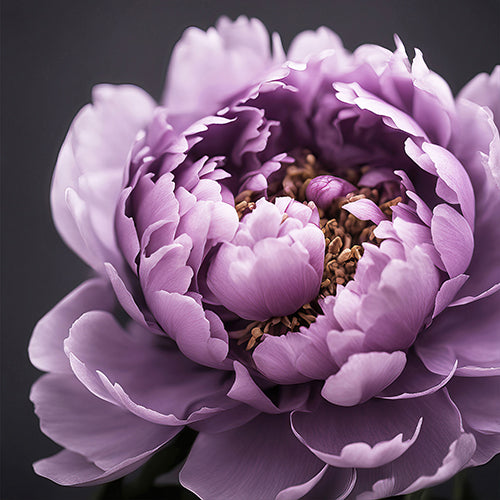 Purple Peony Art