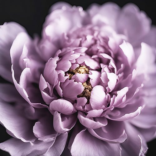 Purple Peony Art