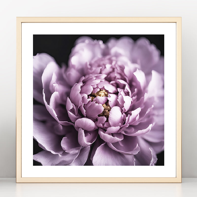 Purple Peony Art