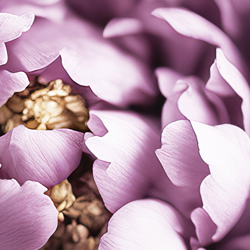 Purple Peony Art