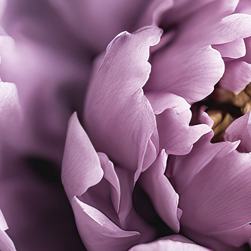 Purple Peony Art