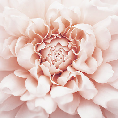 Pale Pink Floral Art