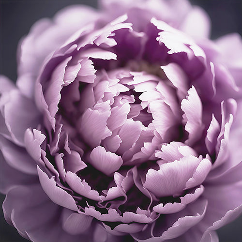 Purple Peony Art