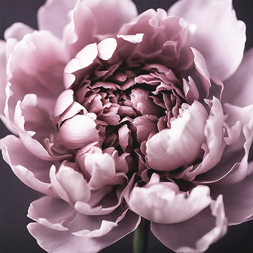 Dark Peony Art