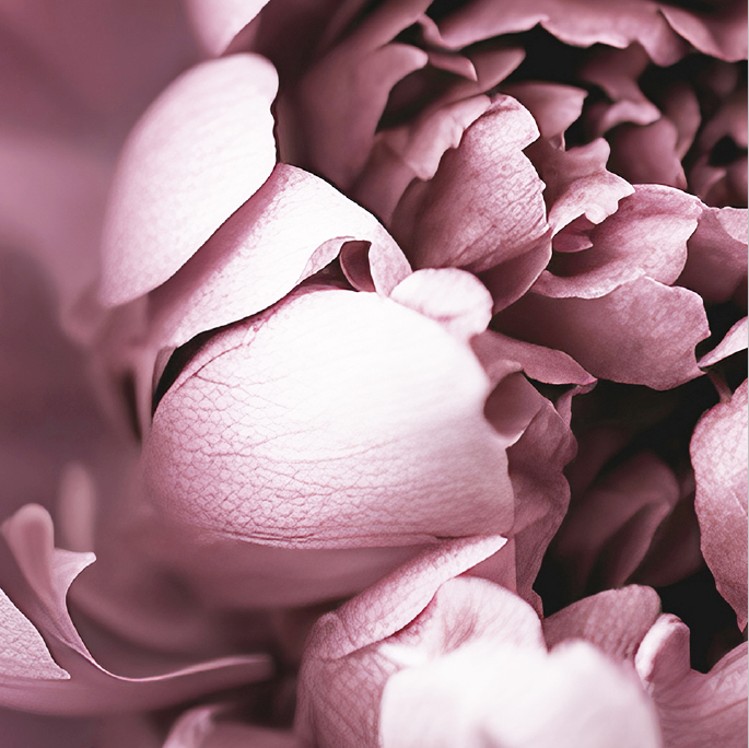 Dark Peony Art