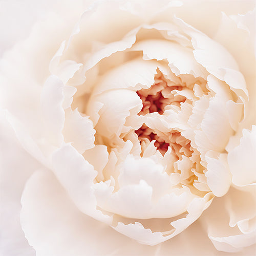 White Peony Art