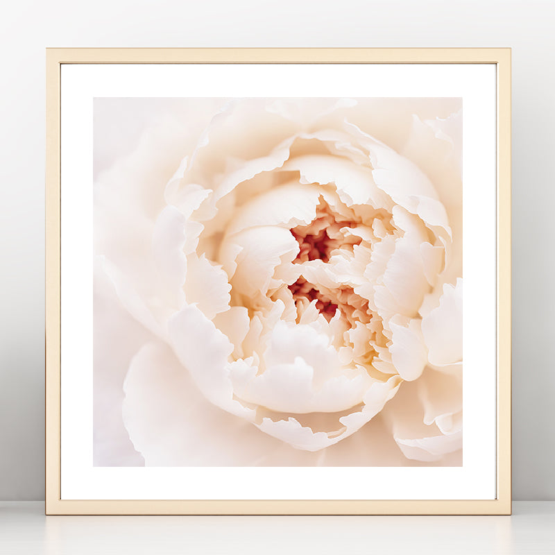 White Peony Art