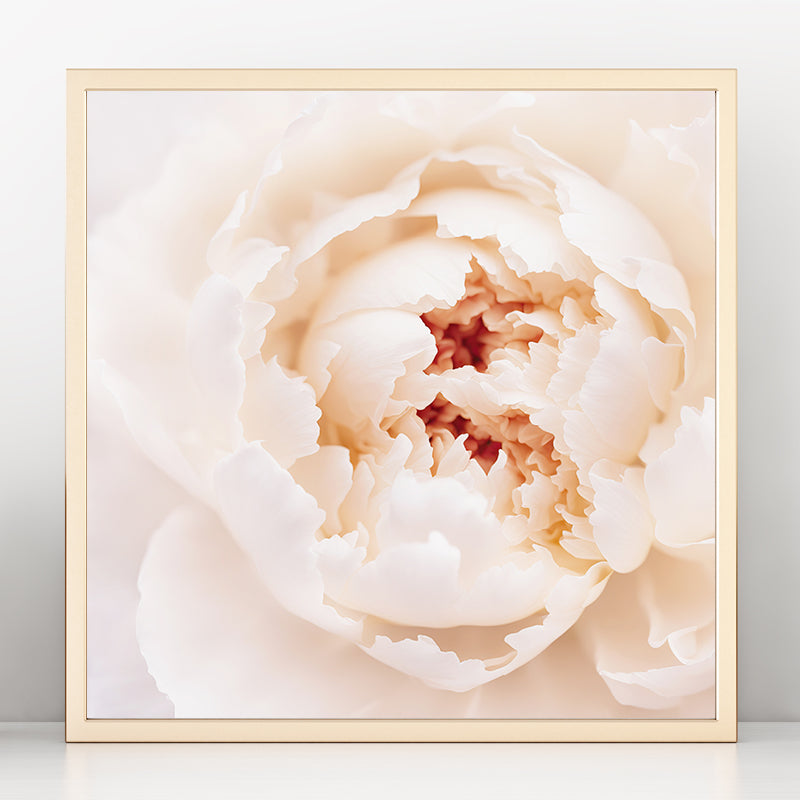 White Peony Art