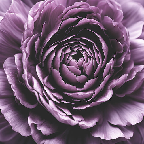 Dark Purple Rose Art